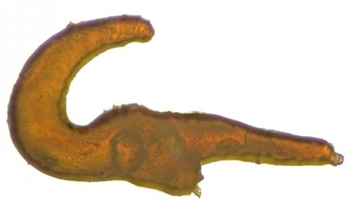 Otiorhynchus arcticus monticola